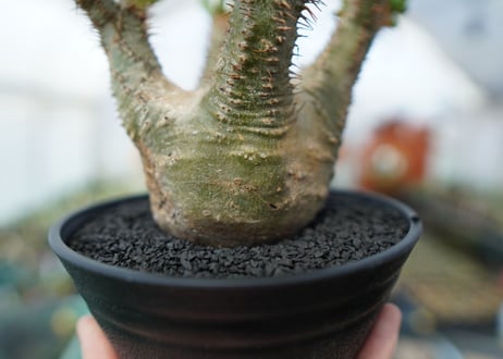 パキポディウム　グラキリス　Pachypodium  Gracilius No.6