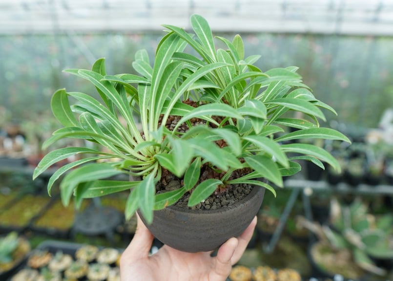 ユーフォルビア 鉄甲丸 Euphorbia bupleurifolia | mana's f