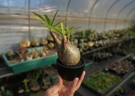 パキポディウム　グラキリス　 Pachypodium Gracilius  No.3