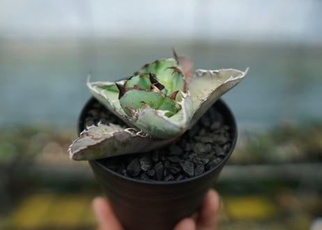 アガベ　チタノタ　 ブラックアンドブルー 　Agave titanota black and blue　No.5