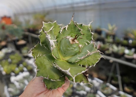 agave titanota ソーラーエクリプス　solareclipse　No.1