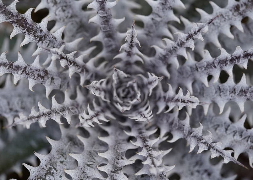 Dyckia Arizona x Mercury | mana's farm:塊根植物・アガベ