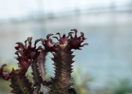 ユーフォルビア　トリゴナ　Euphorbia trigona