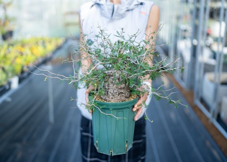 mana's farm:塊根植物・アガベ・ドライガーデン植物販売|マナズファーム