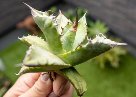 Agave Sowing seeds NO.5
