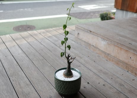 アデニア　グラウカ　Adenia glauca