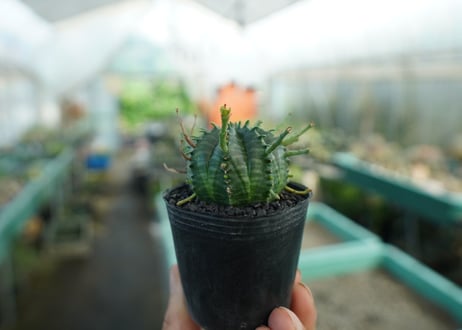 ユーフォルビア　スーパーバリダ　Euphorbia super valida  No.6