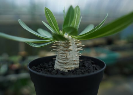 パキポディウム　恵比寿大黒　Pachypodium Densicaule　No.2