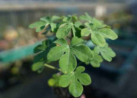 アデニア　グラウカ　Adenia glauca  No.2