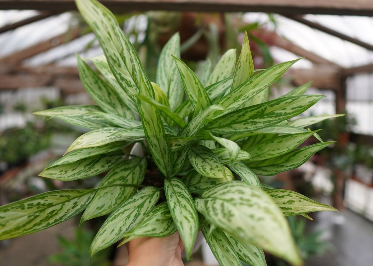 アグラオネマ　キラークイーン アグラオネマ キラークイーン