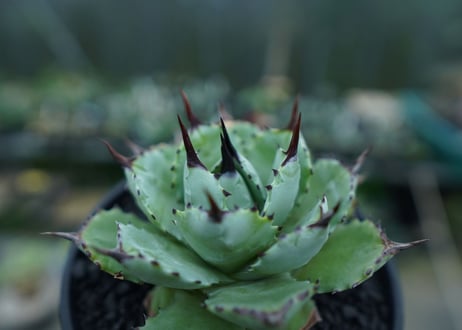 アガベ　マクロアカンサ×ポタトラム　 Agave macroacantha×potatorum