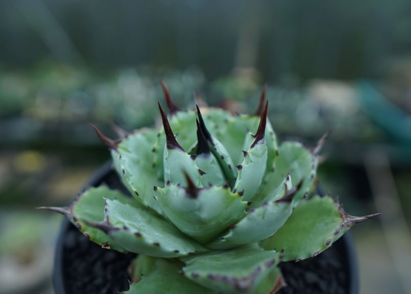 アガベ マクロアカンサ×ポタトラム Agave macroacantha×potatorum