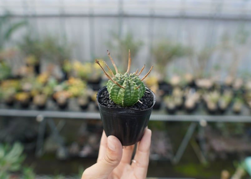 ブラックバリダ×スーパーバリダ　③ 園芸ネット本店｜ユーフォルビア：スーパーバリダ（オス株） 3号鉢植え