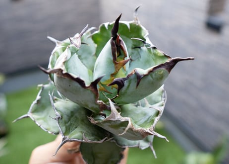Agave B&B  №3