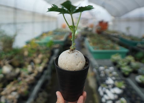ヤトロファ　錦珊瑚　Jatropha cathartica