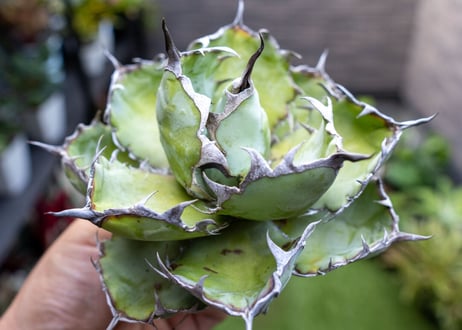 Agave B&B A NO.3