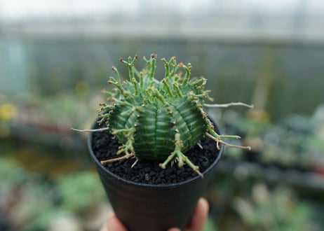ユーフォルビア　バリダ　Euphorbia valida　No.3