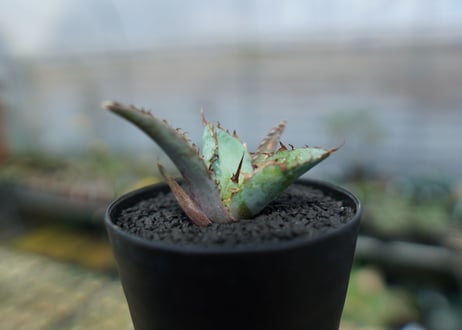 アガベ　チタノタ　 ブラックアンドブルー 　Agave titanota black and blue　No.4