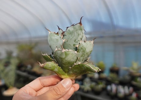 agave titanota ブラック＆ブルー　No.8