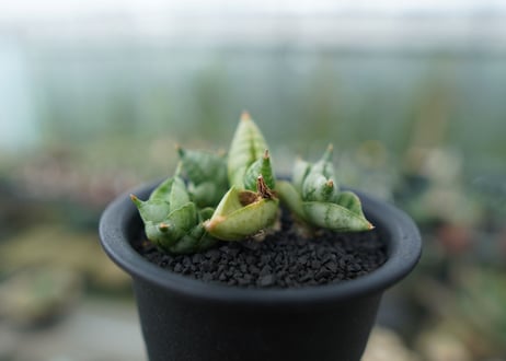 サンセベリア ボンセレンシス スーパードワーフ　 Sansevieria Boncellensis superdwarf