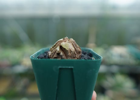 亀甲竜　Dioscorea elephantipes　No.3