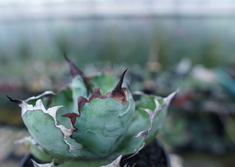 アガベ　チタノタ　 ブラックアンドブルー 　Agave titanota black and blue　No.1