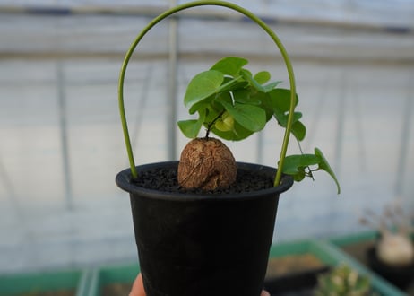 亀甲竜　Dioscorea elephantipes