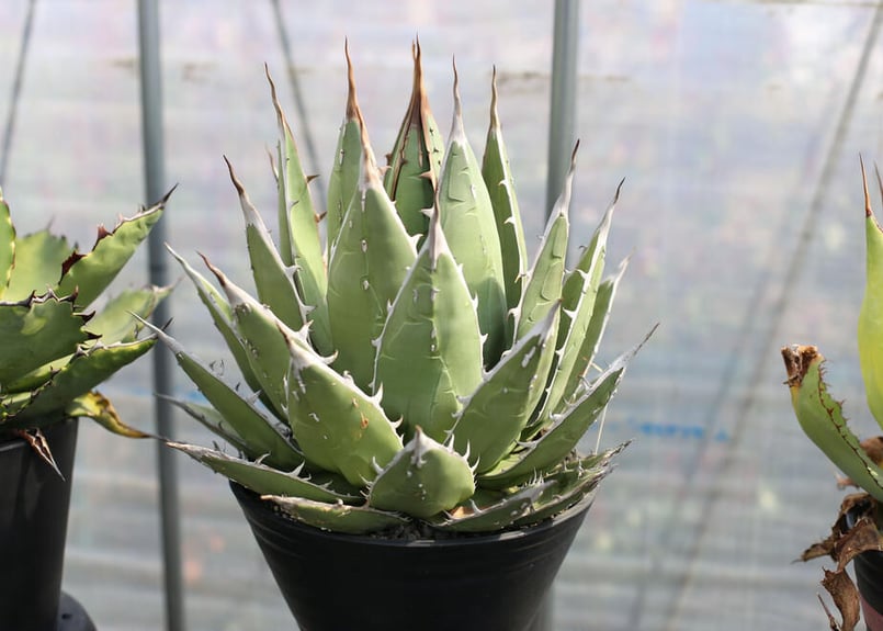 アガベパープソラム　裏棘　強スタッズ　ブツブツ系 アガベ：パープソラム（裏棘）2.5号鉢植え の通販 | 園芸ネット