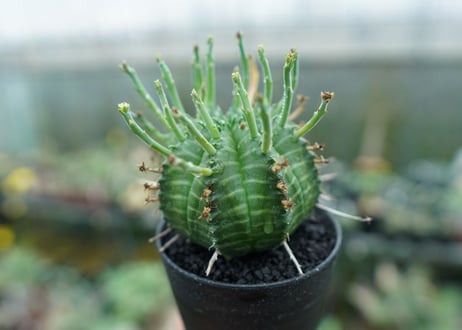 ユーフォルビア　バリダ　Euphorbia valida　No.7