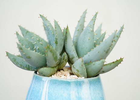 Aloe peglerae