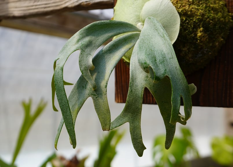 ビカクシダ ウィリンキー 月光爪哇 P. willinckii '月光爪哇' (OC) |