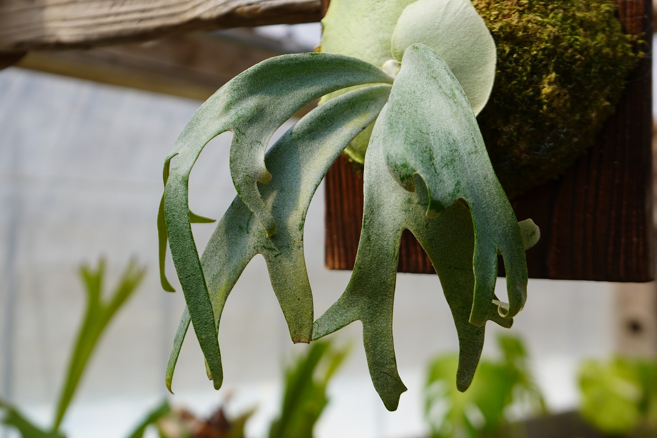 P.willinckii ' 月光爪哇 ' OC　子株　ビカクシダ ビカクシダ ウィリンキー 月光爪哇 P. willinckii '月光爪哇' (OC) |