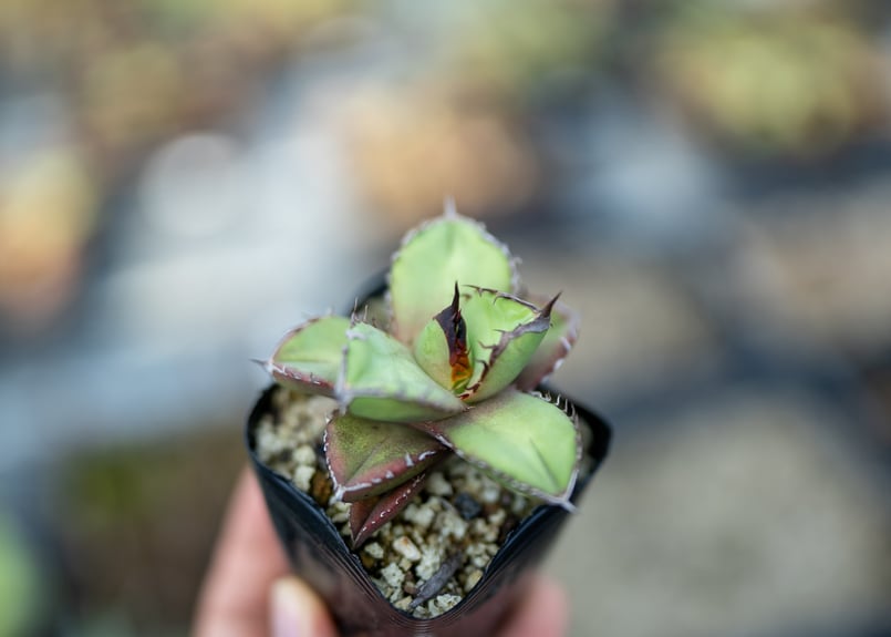 アガベ オテロイ 沖縄実生 | mana's farm:塊根植物・アガベ・ドライ