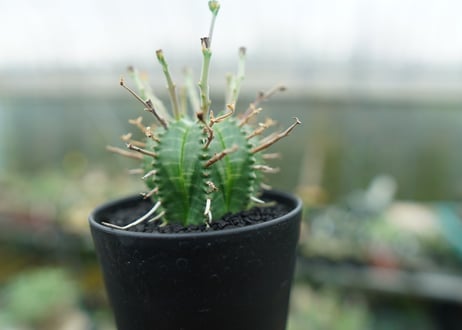 ユーフォルビア　バリダ　Euphorbia valida　No.4