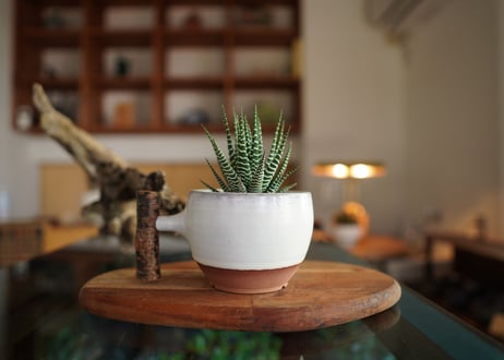 十二の巻　Haworthia fasciata
