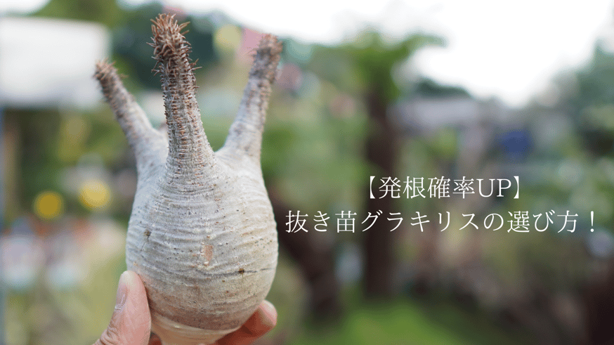 発根確率UP】失敗しない抜き苗グラキリスの選び方！ | mana's farm