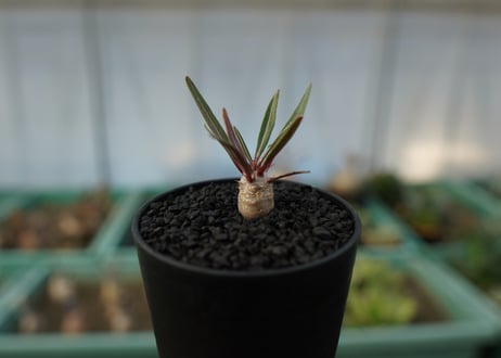 パキポディウム　グラキリス　 Pachypodium Gracilius  No.6