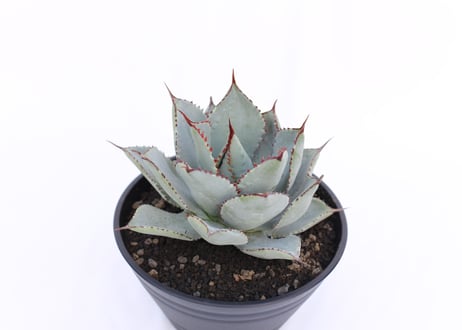 Agave Dragon Toes  №７