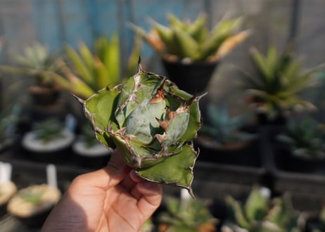 agave　titanota　ブラックアンドブルー　No.11