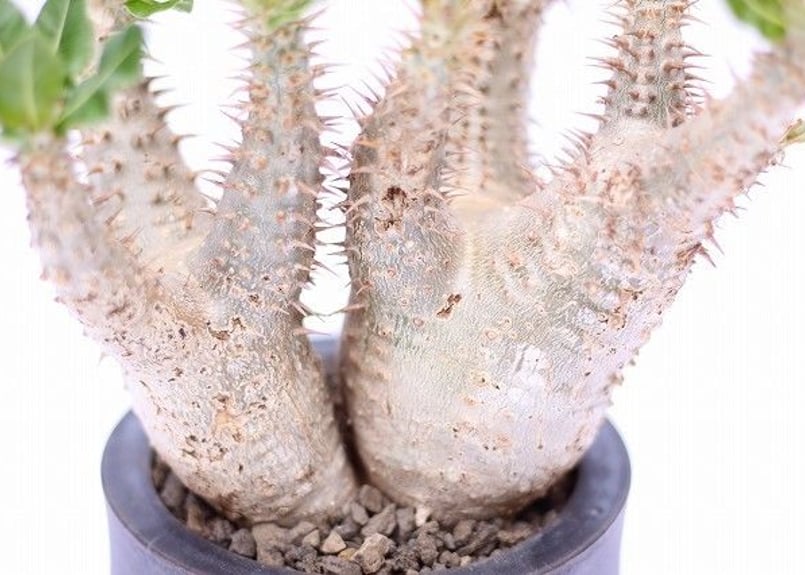 RawLifeFactory】パキポディウム ホロンベンセ 縮れ葉 | mana's far