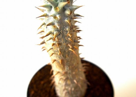 パキポディウム ホロンベンセ　 Pachypodium rosulatum var. horombense