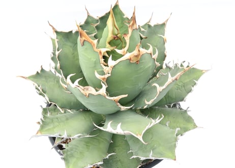 Agave titanota FO-76
