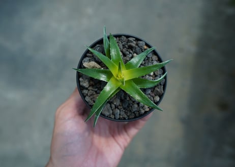 ディッキア　ムーングロー　Dyckia brevifolia  Moon Glow　No.2