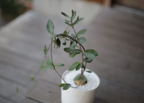 火星人　Fockea edulis