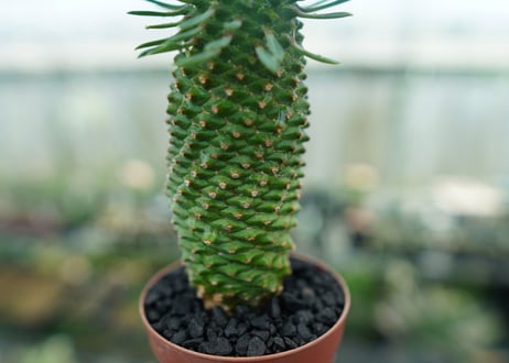 ユーフォルビア　ソテツキリン "パイナップルコーン"　Euphorbia sotetsukirin  No.10