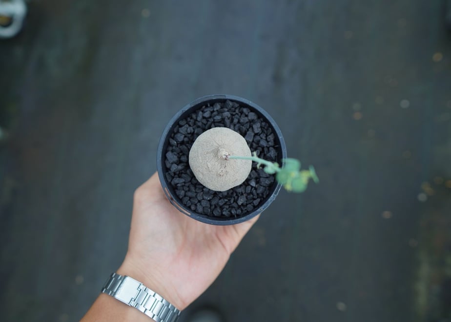 650e32a6f19c23002d32b4a0
