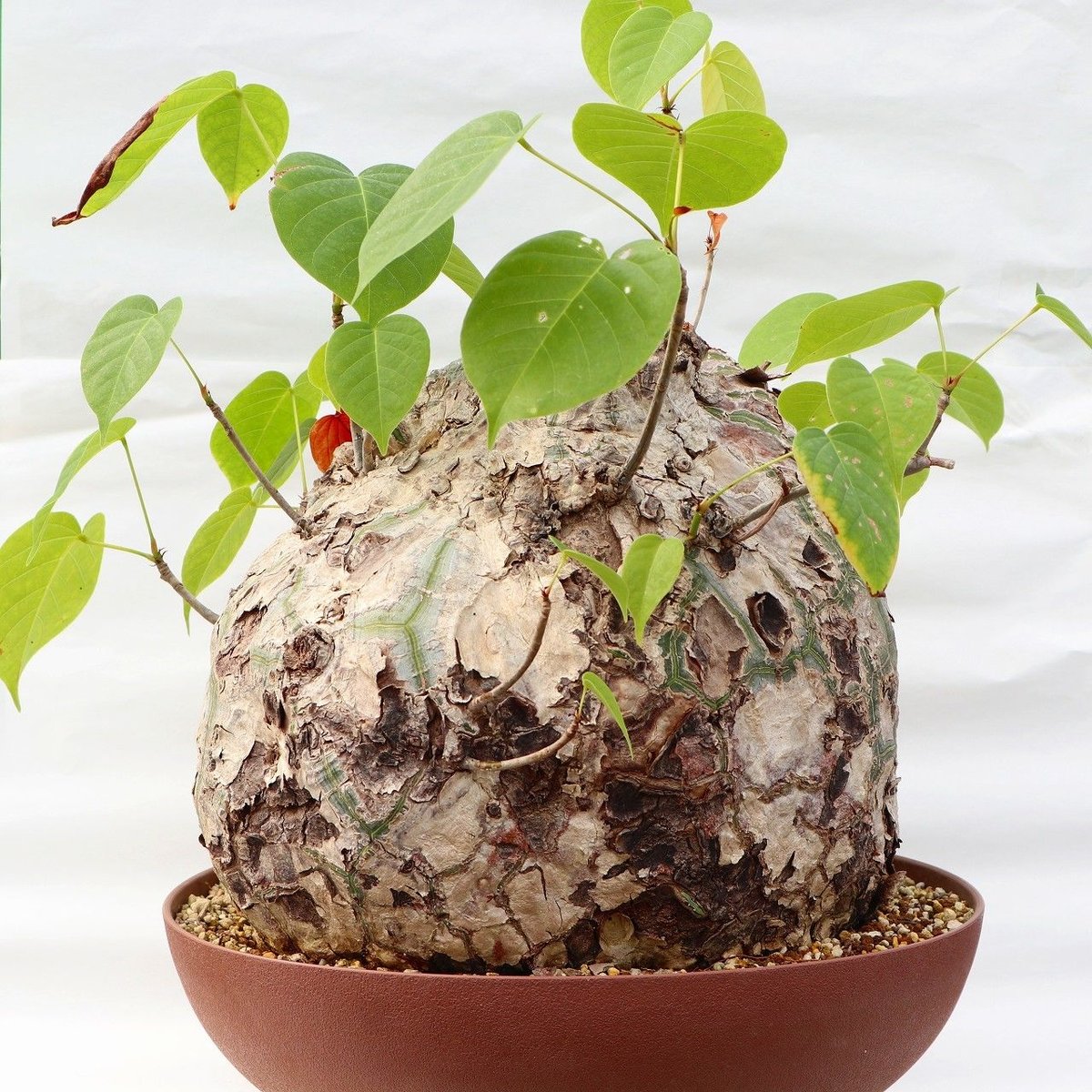 プセウド ボンバックス | mana's farm:塊根植物・アガベ・ドライ