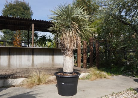 ユッカ　ロストラータ　ヒドラ　yucca rostrata　NO.2