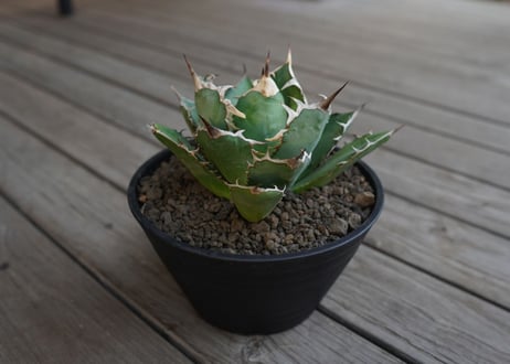 アガベ　チタノタ　Agave titanota