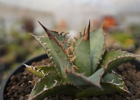 agave oteroi oaxaca NO.1
